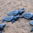 di Luigi De Rosa Estate, tempo di schiuse dei nidi di tartaruga marina. A partire da metà giugno potrebbe capitare di imbattersi nelle schiuse di uova di tartaruga marina, evento […]