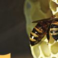 Un futuro per gli insetti impollinatori