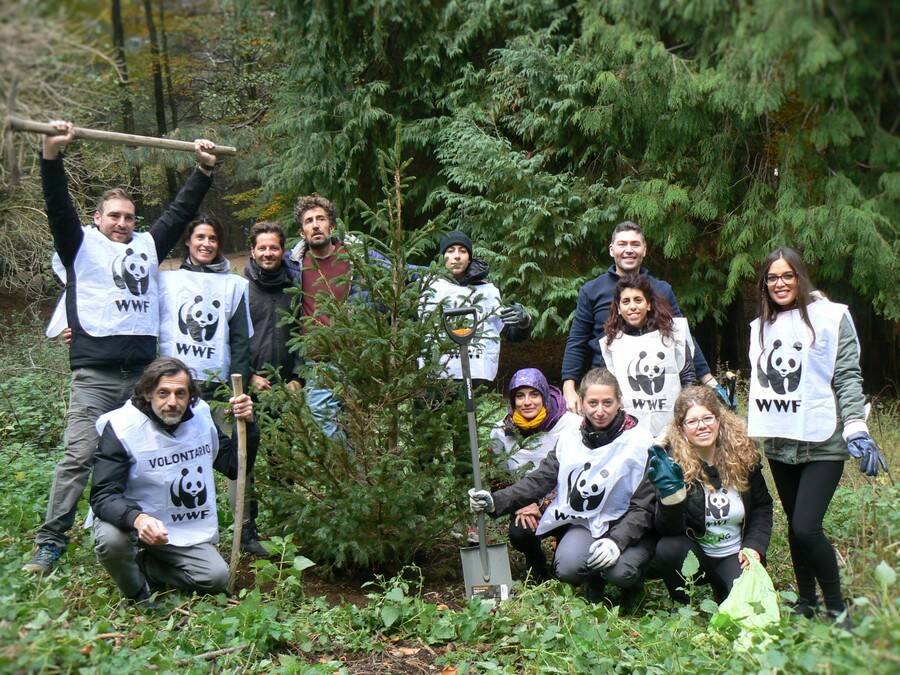 Nella foto alcuni volontari del Wwf Terre del Tirreno tra le sezioni del Wwf Italia più attive nella salvaguardia del patrimonio arboreo.