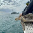 MASSA LUBRENSE – Diego Armando e Zia Franca sono di nuovo libere. Le due tartarughe marine erano state salvate nei mesi scorsi dallo staff dell’Area Marina Protetta di Punta Campanella […]